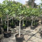 Figovník obyčajný (Ficus carica) ´BROWN TURKEY´ - výška 180-200 cm, obvod kmeňa 18/20 cm (-20°C)